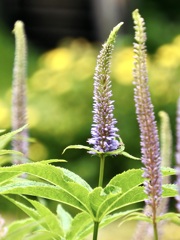 天空の花園　花壇編2