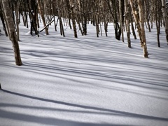 雪原に影