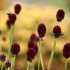 天空の花園　花壇編3