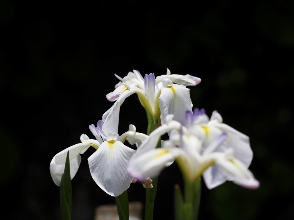 馬場花木園・花菖蒲