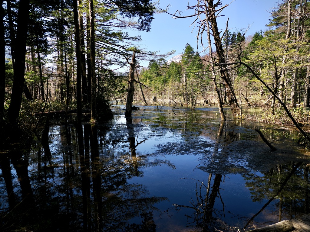 岳沢湿原