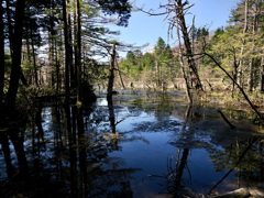 岳沢湿原
