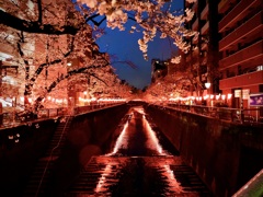 目黒川の桜・FAINAL