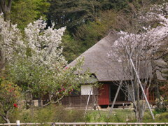 古民家と桜