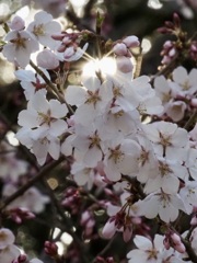 神々しい桜