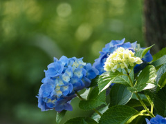 紫陽花・咲い・彩