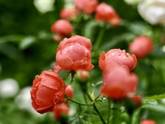 しっとり秋薔薇