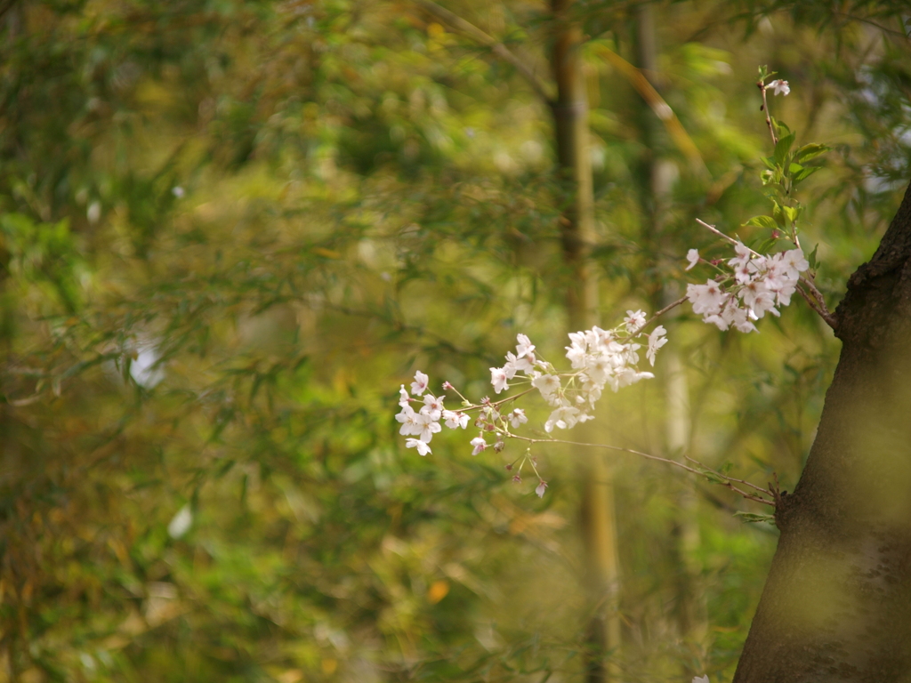 竹林と桜