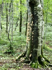 巨木を育む森
