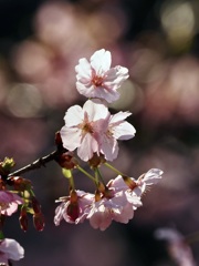 三ツ池公園の桜8