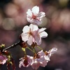 三ツ池公園の桜8