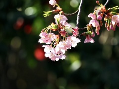 三ツ池公園の桜9