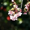 三ツ池公園の桜9