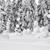 樹氷モンスターの卵??