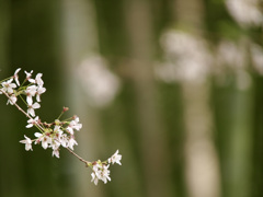 竹林と桜2