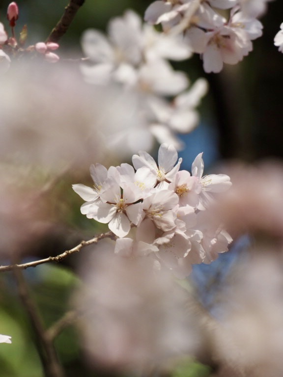 三ツ池公園の桜3