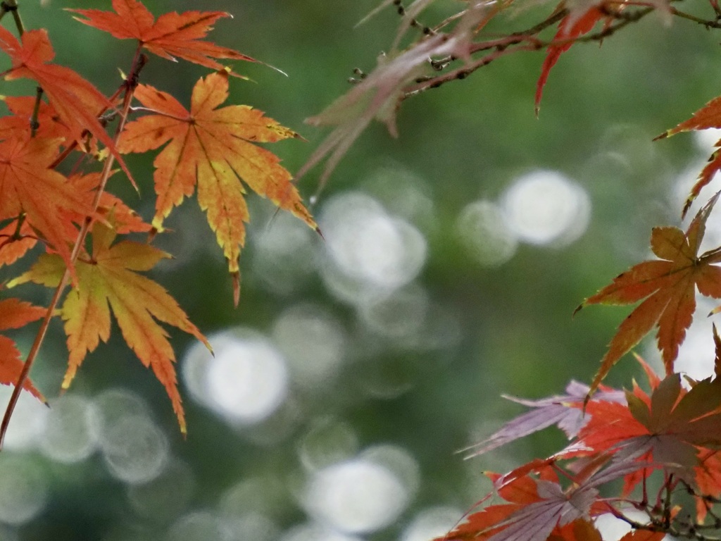 栗林公園の紅葉7