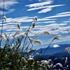 八方池山荘でススキ