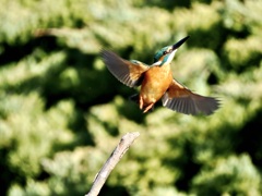 カワセミ・飛翔
