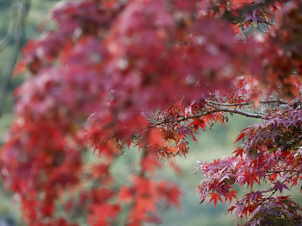 栗林公園の紅葉6
