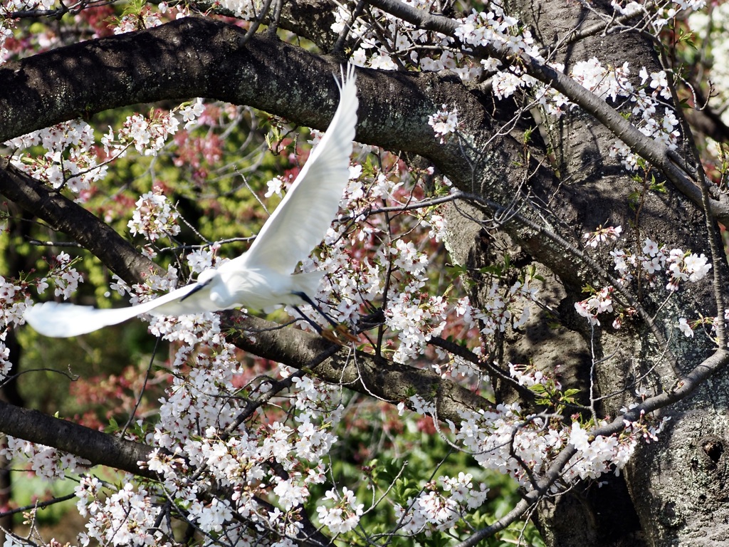 桜と…。2