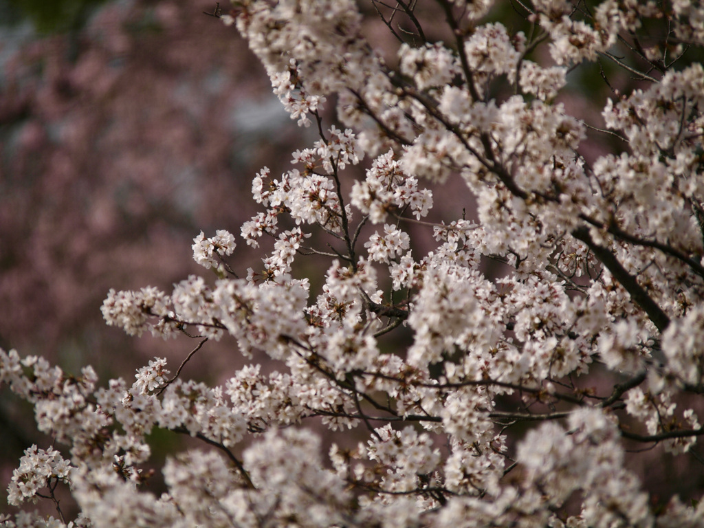 フィナーレは華やかに