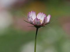 夢見る少女のままで