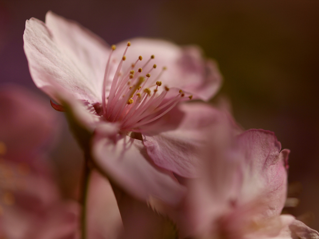 河津桜