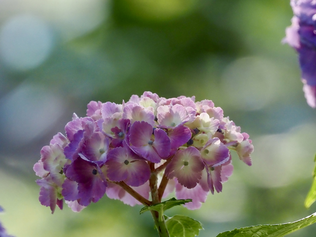 晴れ紫陽花
