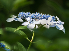 額紫陽花