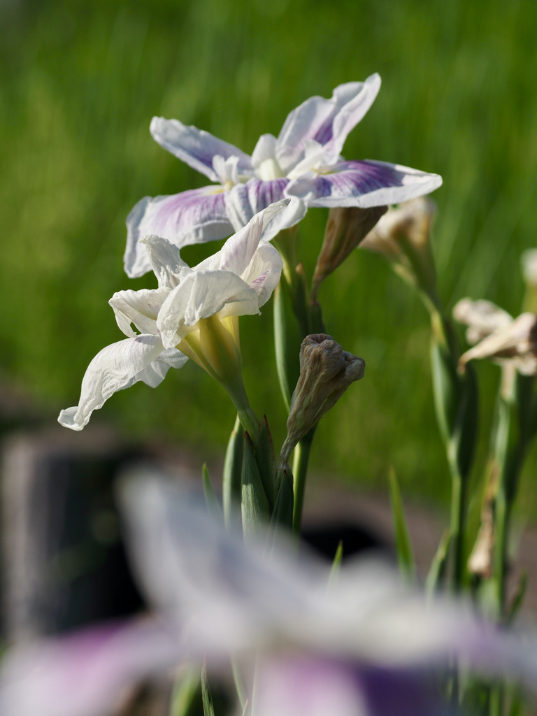 季節はずれの花菖蒲物語
