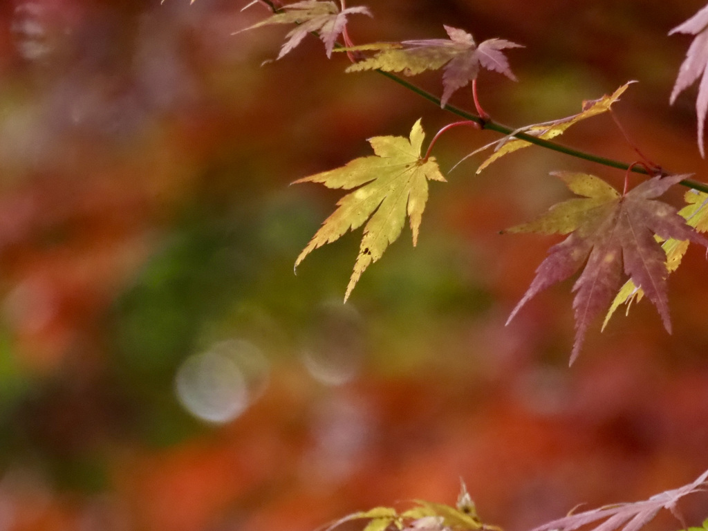 山中湖　紅葉まつり3