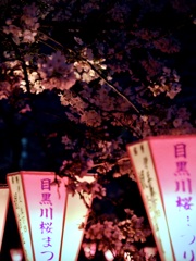 目黒川・桜まつり