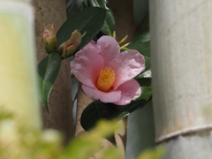 和花
