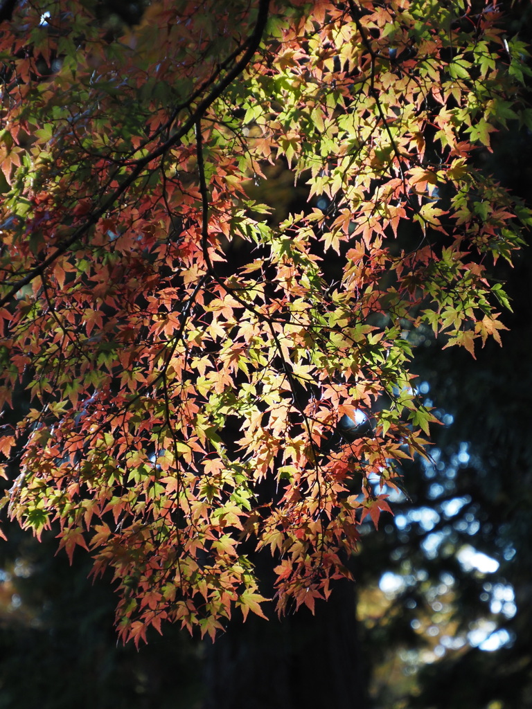 山中湖　紅葉まつり8