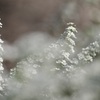 ユキヤナギ2