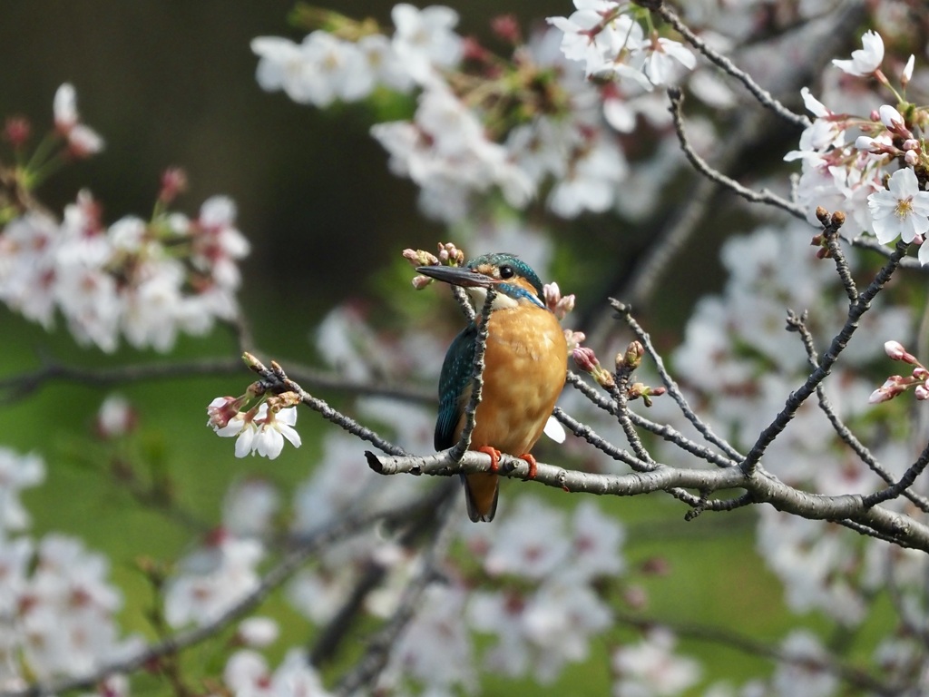 桜と…。3