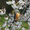 桜と…。3