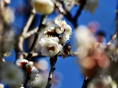 この木だけ花盛り