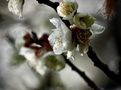 日本庭園に咲く2