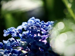 浄慶寺の紫陽花4