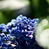 浄慶寺の紫陽花4