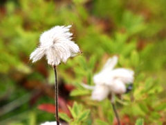 天空の花園　花壇編6