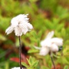 天空の花園　花壇編6