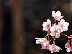 三ツ池公園の桜7