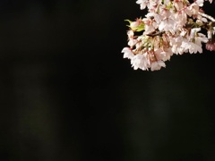三ツ池公園の桜2
