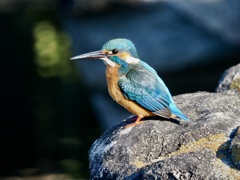 大きく撮れました