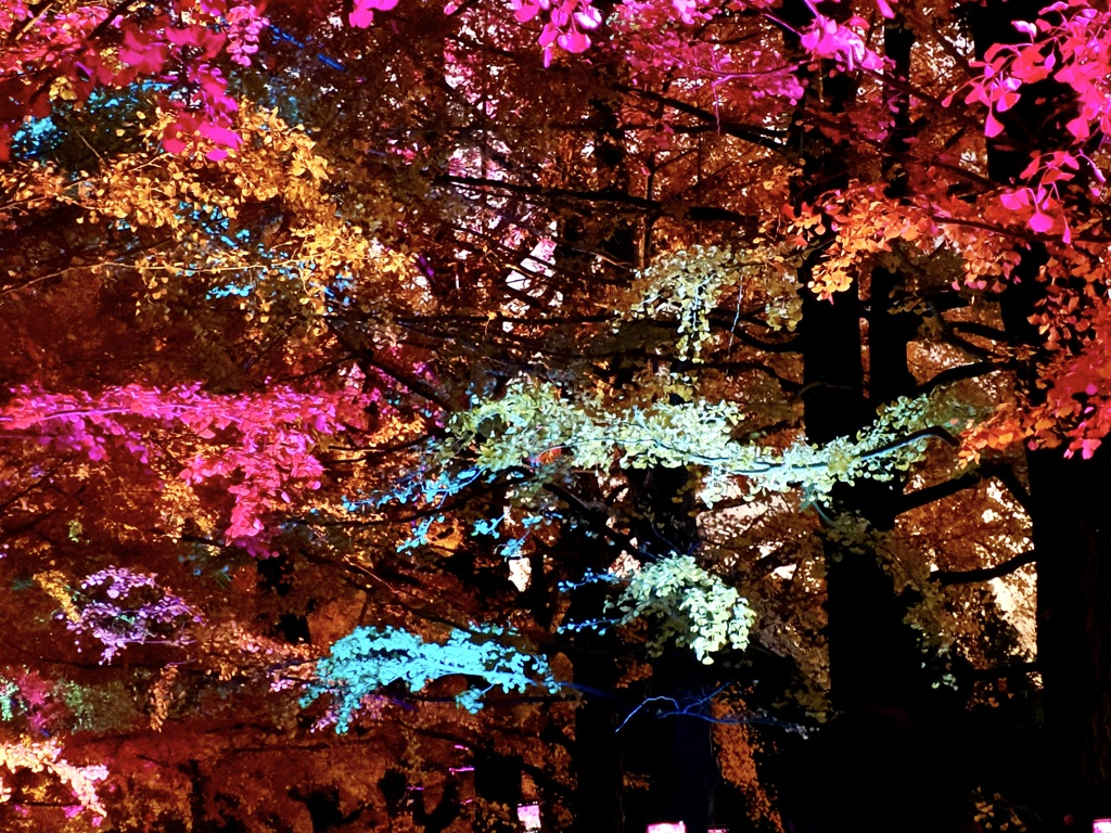 イチョウのライトアップ2