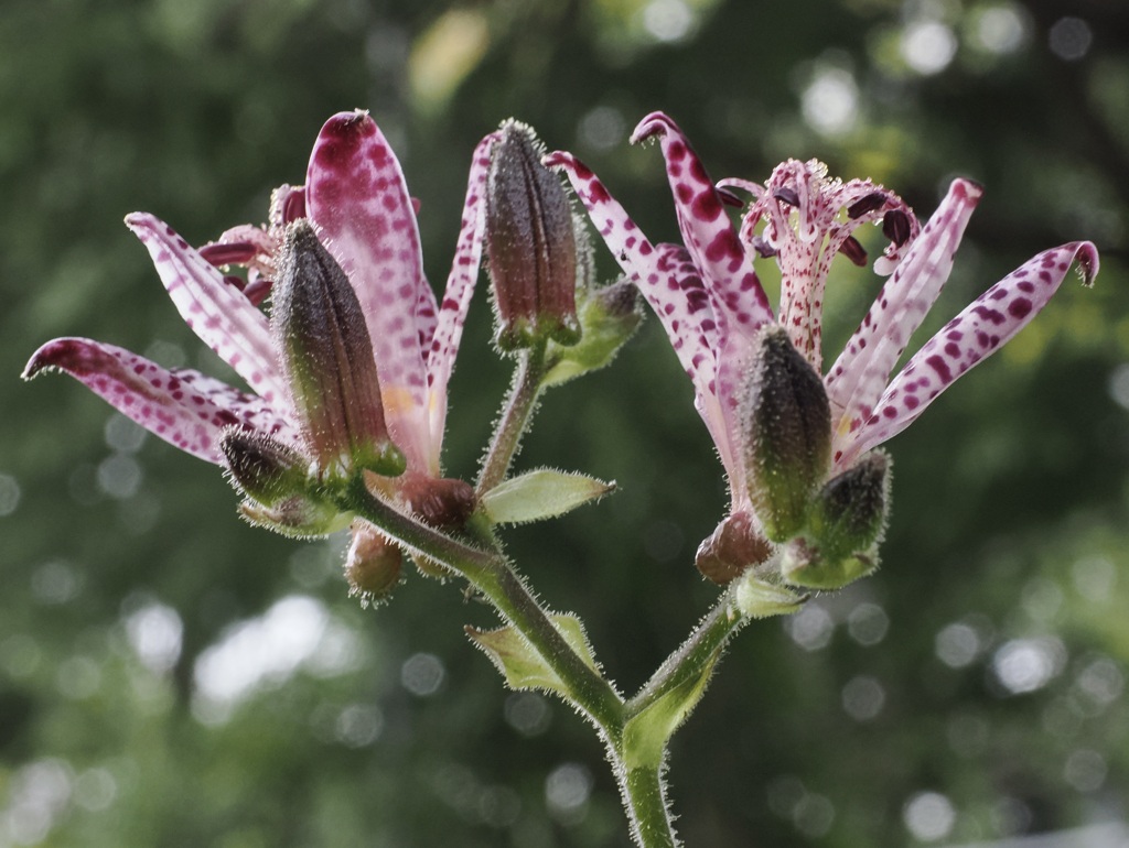 久しぶりのホトトギス