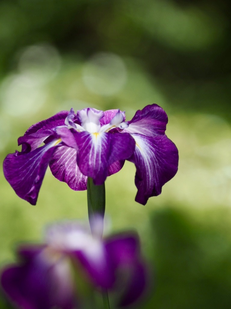 馬場花木園・花菖蒲2